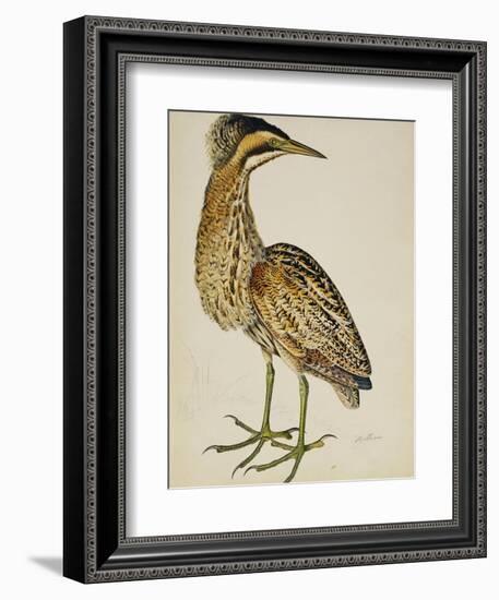 A Bittern-Christopher Atkinson-Framed Giclee Print