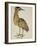 A Bittern-Christopher Atkinson-Framed Giclee Print