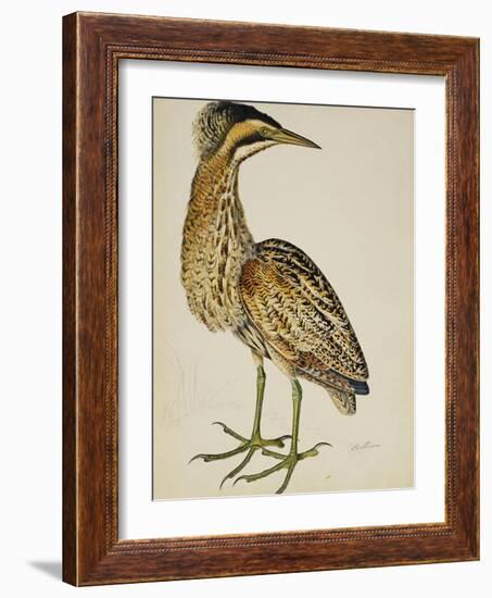 A Bittern-Christopher Atkinson-Framed Giclee Print