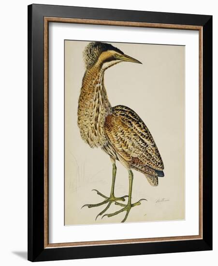 A Bittern-Christopher Atkinson-Framed Giclee Print