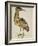 A Bittern-Christopher Atkinson-Framed Giclee Print