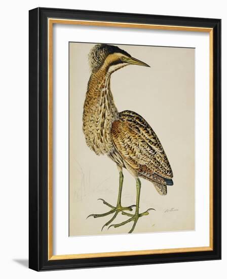 A Bittern-Christopher Atkinson-Framed Giclee Print