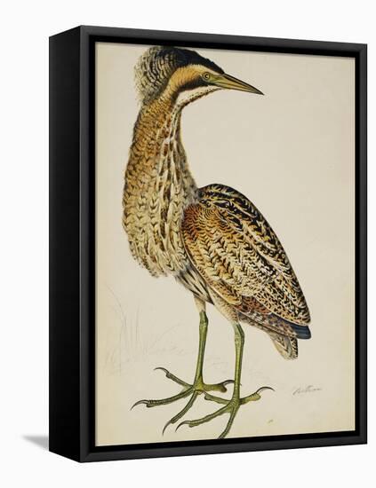 A Bittern-Christopher Atkinson-Framed Premier Image Canvas