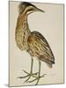 A Bittern-Christopher Atkinson-Mounted Giclee Print