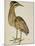 A Bittern-Christopher Atkinson-Mounted Giclee Print