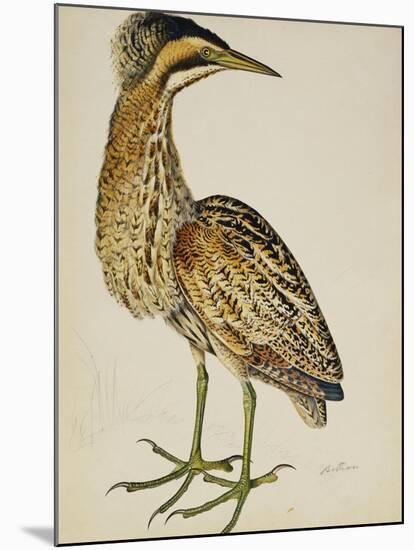 A Bittern-Christopher Atkinson-Mounted Giclee Print