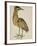 A Bittern-Christopher Atkinson-Framed Giclee Print