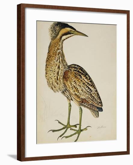 A Bittern-Christopher Atkinson-Framed Giclee Print