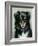 A Black and Tan Collie, 1890-Robert Morley-Framed Giclee Print