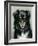 A Black and Tan Collie, 1890-Robert Morley-Framed Giclee Print