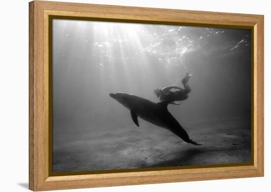 A Black and White Image of a Bottlenose Dolphin and Snorkeller Interacting Contre-Jour-Paul Springett-Framed Premier Image Canvas