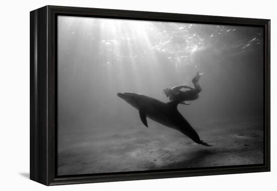 A Black and White Image of a Bottlenose Dolphin and Snorkeller Interacting Contre-Jour-Paul Springett-Framed Premier Image Canvas