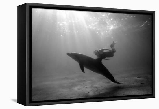 A Black and White Image of a Bottlenose Dolphin and Snorkeller Interacting Contre-Jour-Paul Springett-Framed Premier Image Canvas