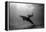 A Black and White Image of a Bottlenose Dolphin and Snorkeller Interacting Contre-Jour-Paul Springett-Framed Premier Image Canvas