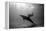 A Black and White Image of a Bottlenose Dolphin and Snorkeller Interacting Contre-Jour-Paul Springett-Framed Premier Image Canvas