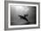 A Black and White Image of a Bottlenose Dolphin and Snorkeller Interacting Contre-Jour-Paul Springett-Framed Photographic Print