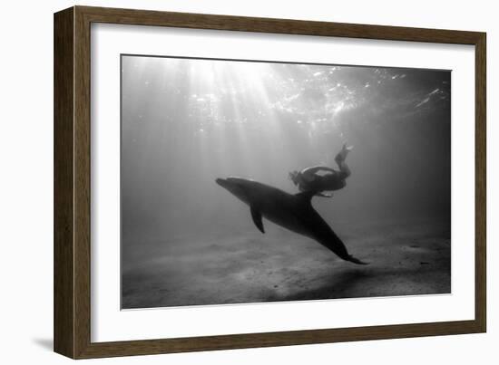 A Black and White Image of a Bottlenose Dolphin and Snorkeller Interacting Contre-Jour-Paul Springett-Framed Photographic Print