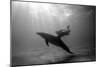 A Black and White Image of a Bottlenose Dolphin and Snorkeller Interacting Contre-Jour-Paul Springett-Mounted Photographic Print