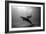 A Black and White Image of a Bottlenose Dolphin and Snorkeller Interacting Contre-Jour-Paul Springett-Framed Photographic Print
