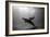 A Black and White Image of a Bottlenose Dolphin and Snorkeller Interacting Contre-Jour-Paul Springett-Framed Photographic Print