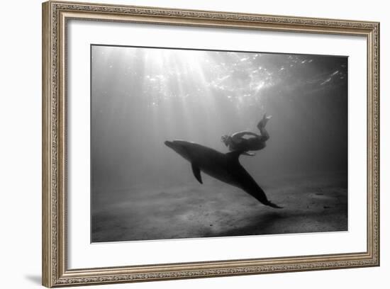 A Black and White Image of a Bottlenose Dolphin and Snorkeller Interacting Contre-Jour-Paul Springett-Framed Photographic Print