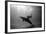 A Black and White Image of a Bottlenose Dolphin and Snorkeller Interacting Contre-Jour-Paul Springett-Framed Photographic Print