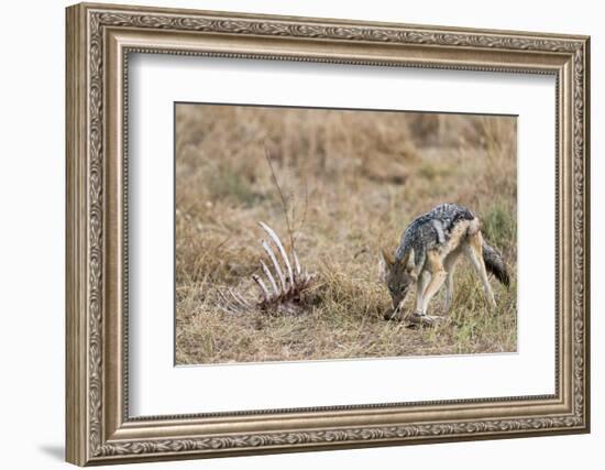 A black-backed jackal (Canis mesomelas) feeding on a carcass, Botswana, Africa-Sergio Pitamitz-Framed Photographic Print