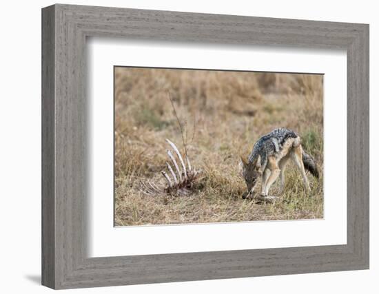 A black-backed jackal (Canis mesomelas) feeding on a carcass, Botswana, Africa-Sergio Pitamitz-Framed Photographic Print