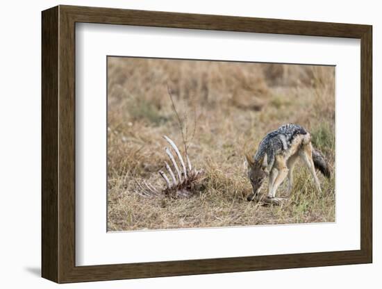 A black-backed jackal (Canis mesomelas) feeding on a carcass, Botswana, Africa-Sergio Pitamitz-Framed Photographic Print