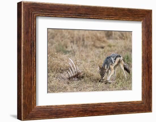 A black-backed jackal (Canis mesomelas) feeding on a carcass, Botswana, Africa-Sergio Pitamitz-Framed Photographic Print