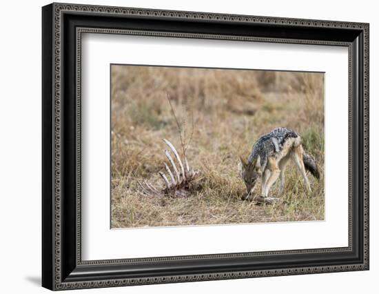 A black-backed jackal (Canis mesomelas) feeding on a carcass, Botswana, Africa-Sergio Pitamitz-Framed Photographic Print
