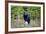 A Black Bears, Forages for Greens in Spring in the Mountains of B.C.-Richard Wright-Framed Photographic Print