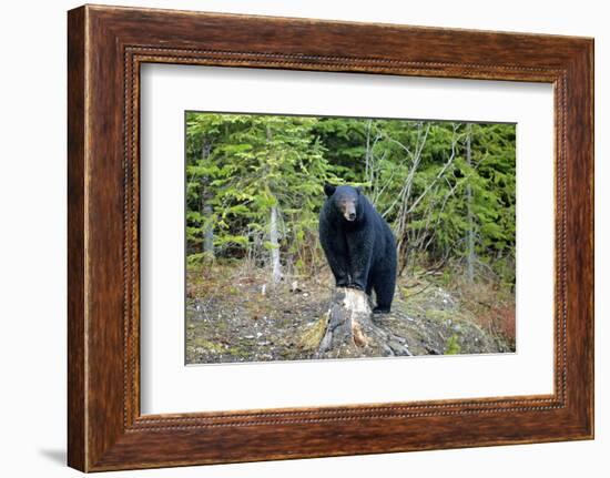 A Black Bears, Forages for Greens in Spring in the Mountains of B.C.-Richard Wright-Framed Photographic Print