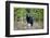 A Black Bears, Forages for Greens in Spring in the Mountains of B.C.-Richard Wright-Framed Photographic Print