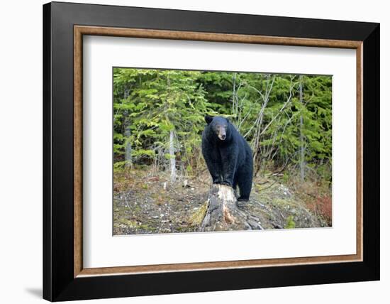 A Black Bears, Forages for Greens in Spring in the Mountains of B.C.-Richard Wright-Framed Photographic Print