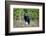 A Black Bears, Forages for Greens in Spring in the Mountains of B.C.-Richard Wright-Framed Photographic Print