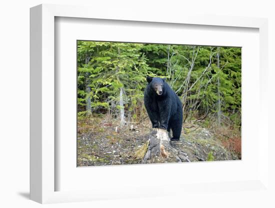 A Black Bears, Forages for Greens in Spring in the Mountains of B.C.-Richard Wright-Framed Photographic Print