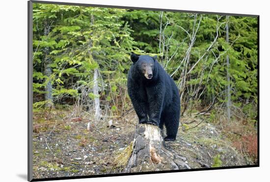 A Black Bears, Forages for Greens in Spring in the Mountains of B.C.-Richard Wright-Mounted Photographic Print