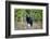 A Black Bears, Forages for Greens in Spring in the Mountains of B.C.-Richard Wright-Framed Photographic Print