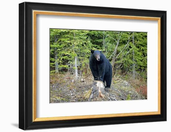 A Black Bears, Forages for Greens in Spring in the Mountains of B.C.-Richard Wright-Framed Photographic Print