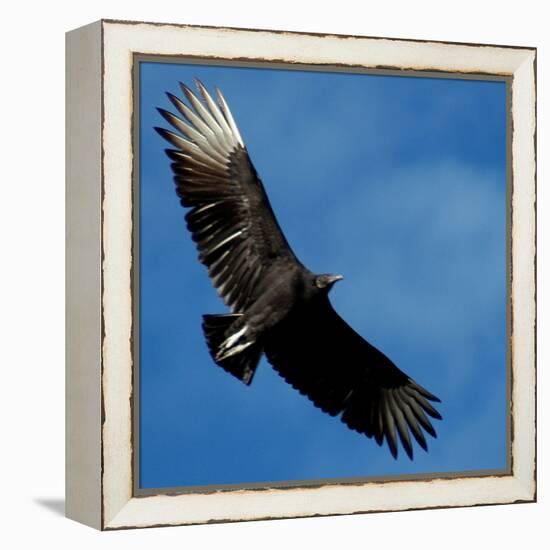 A Black Buzzard Flies Off-null-Framed Premier Image Canvas