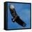 A Black Buzzard Flies Off-null-Framed Premier Image Canvas