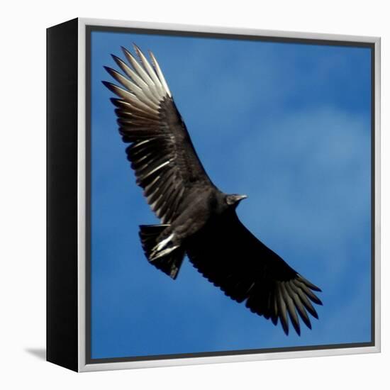 A Black Buzzard Flies Off-null-Framed Premier Image Canvas