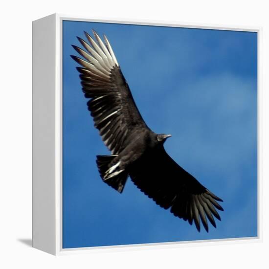 A Black Buzzard Flies Off-null-Framed Premier Image Canvas