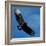 A Black Buzzard Flies Off-null-Framed Photographic Print