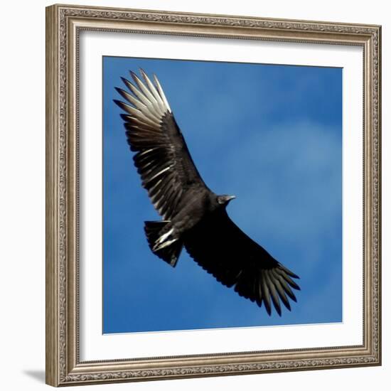 A Black Buzzard Flies Off-null-Framed Photographic Print