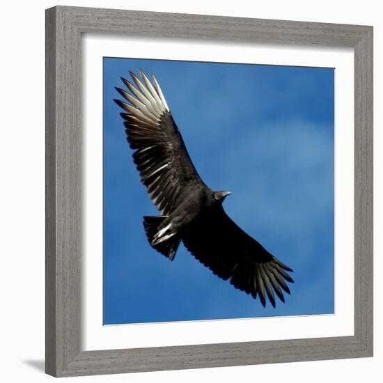 A Black Buzzard Flies Off-null-Framed Photographic Print