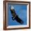 A Black Buzzard Flies Off-null-Framed Photographic Print