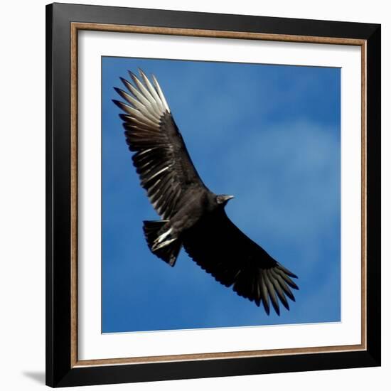 A Black Buzzard Flies Off-null-Framed Photographic Print