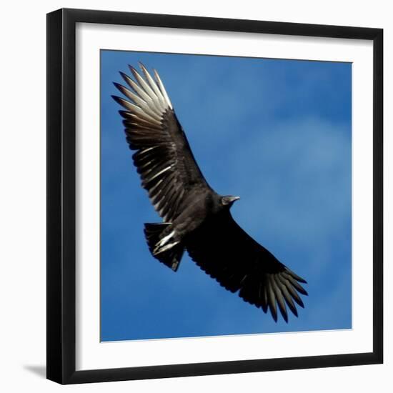 A Black Buzzard Flies Off-null-Framed Photographic Print